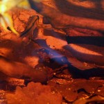 Moja mała Ameryka #6 – pierwszy narybek